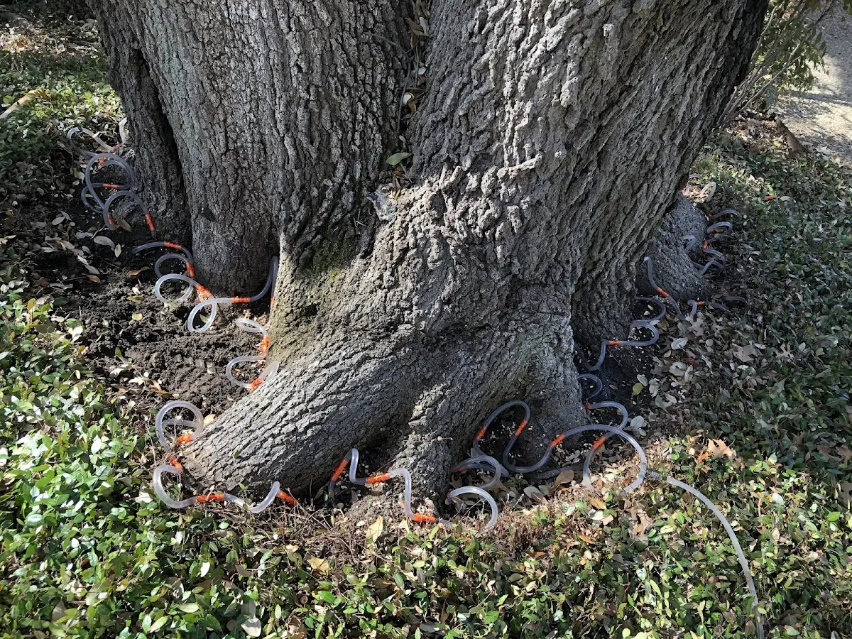 Detailed Tree Cabling and Bracing job site in Robbinsville