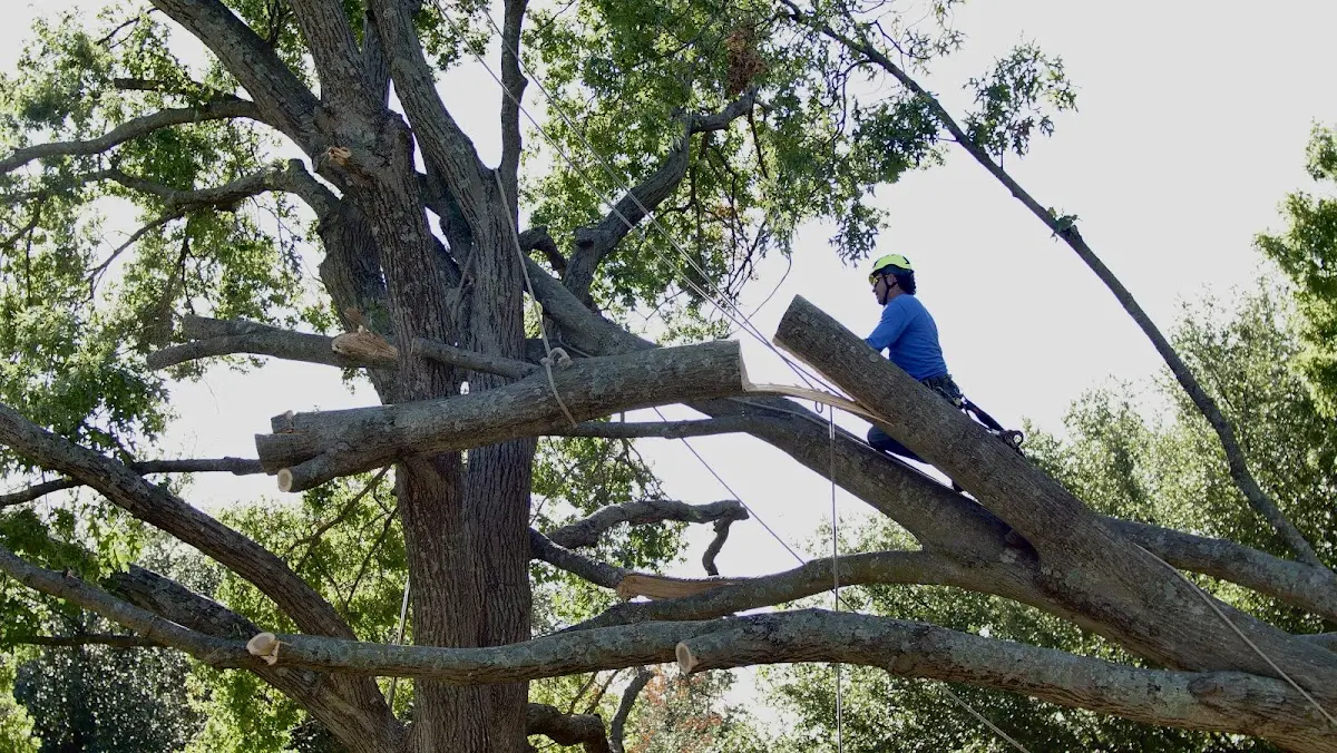 Professional Hazardous Tree Removal performed by certified arborists in Robbinsville