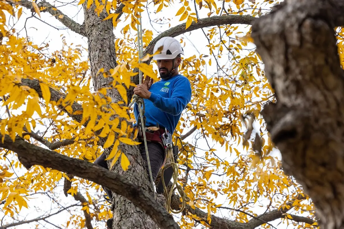 Skilled Tree Planing crew working in Robbinsville