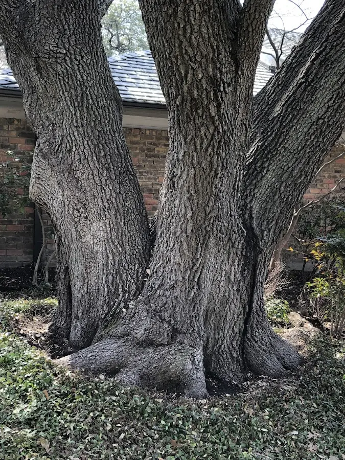 Mature heritage tree close to a Robbinsville property cared for by certified arborists